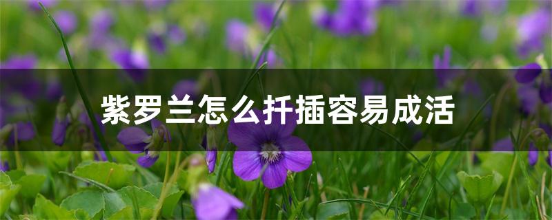紫罗兰怎么扦插容易成活 紫罗兰怎么扦插容易成活