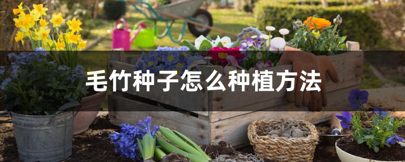 毛竹种子怎么种植方法 毛竹种子怎么种植方法