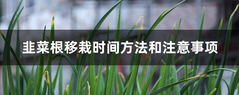 韭菜根移栽时间方法和注意事项 韭菜根移栽时间方法和注意事项