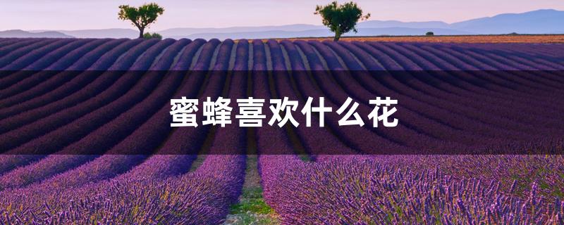 蜜蜂喜欢什么花 蜜蜂喜欢什么花