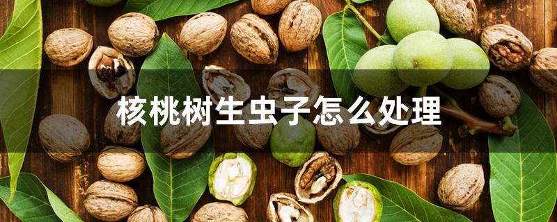 核桃树生虫子怎么处理 核桃树生虫子怎么处理