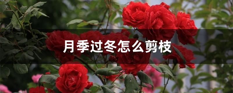 月季过冬怎么剪枝 月季过冬怎么剪枝