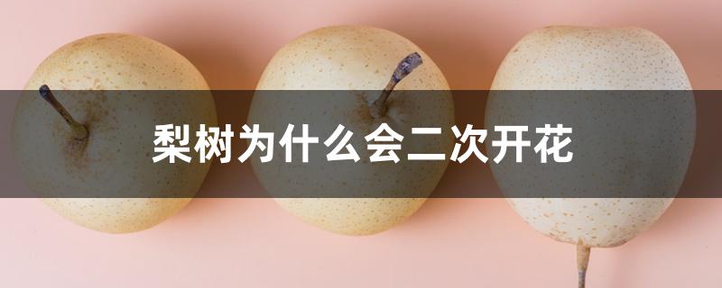 梨树为什么会二次开花 梨树为什么会二次开花
