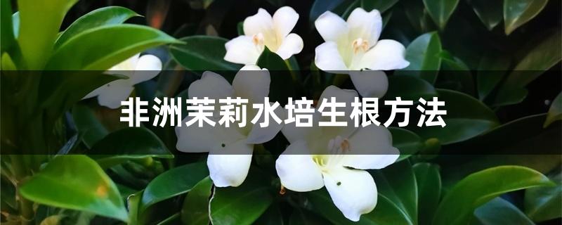 非洲茉莉水培生根方法 非洲茉莉水培生根方法