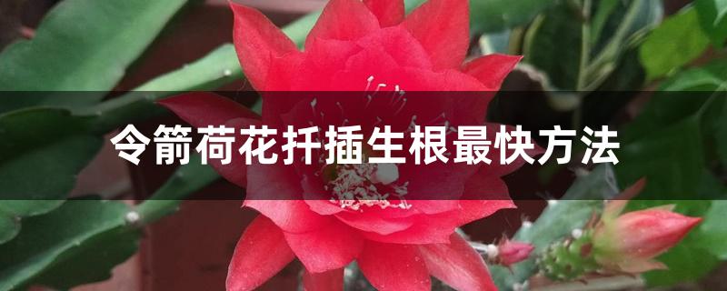 令箭荷花扦插生根最快方法 令箭荷花扦插生根最快方法