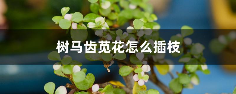 树马齿苋花怎么插枝 树马齿苋花怎么插枝