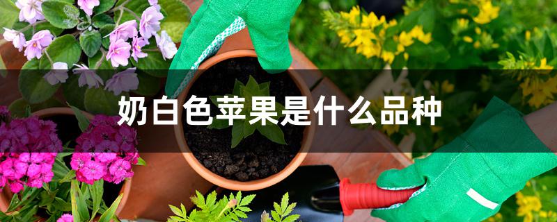 奶白色苹果是什么品种 奶白色苹果是什么品种