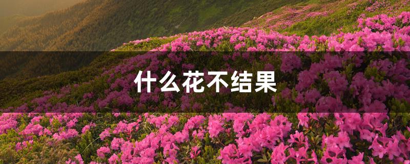 什么花不结果 什么花不结果