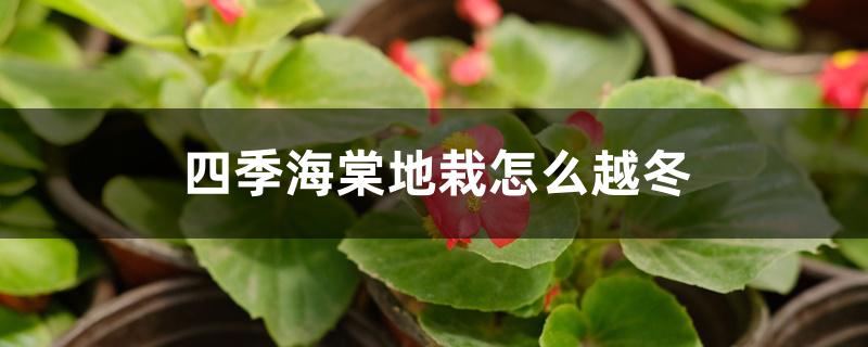 四季海棠地栽怎么越冬 四季海棠地栽怎么越冬