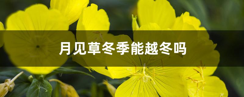 月见草冬季能越冬吗 月见草冬季能越冬吗