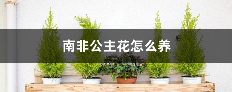 南非公主花怎么养 南非公主花怎么养