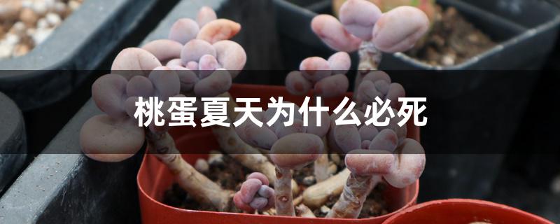 桃蛋夏天为什么必死 桃蛋夏天为什么必死