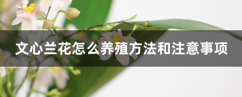 文心兰花怎么养殖方法和注意事项 文心兰花怎么养殖方法和注意事项