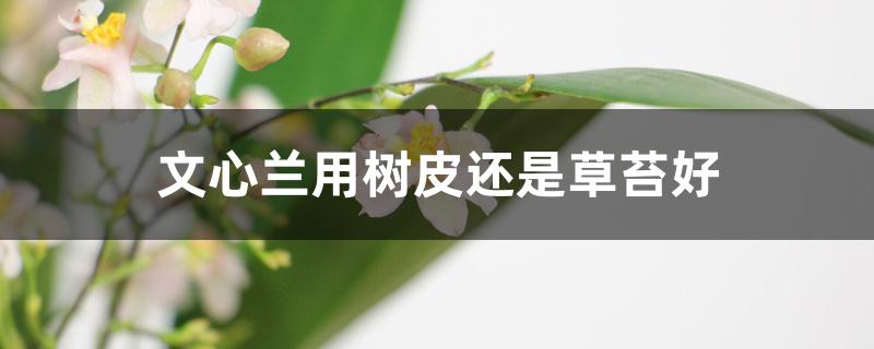 文心兰用树皮还是草苔好 文心兰用树皮还是草苔好