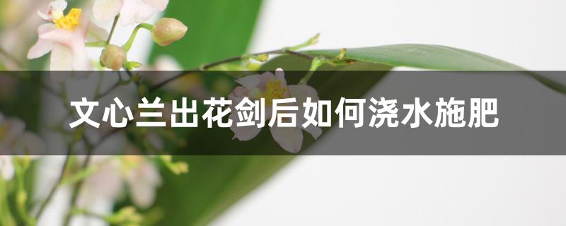 文心兰出花剑后如何浇水施肥 文心兰出花剑后如何浇水施肥