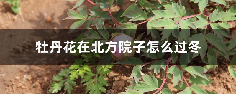 牡丹花在北方院子怎么过冬