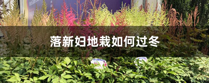 落新妇地栽如何过冬 落新妇地栽如何过冬
