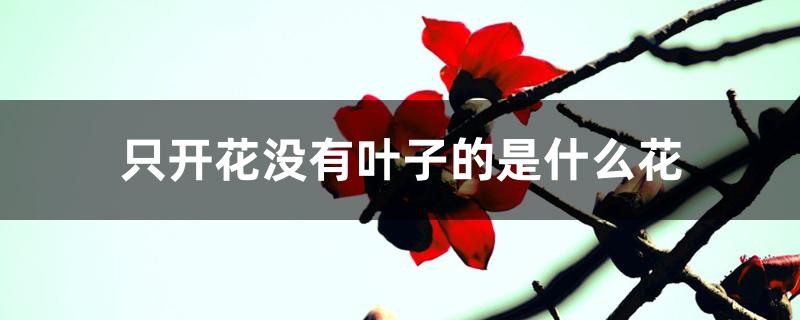 只开花没有叶子的是什么花 只开花没有叶子的是什么花