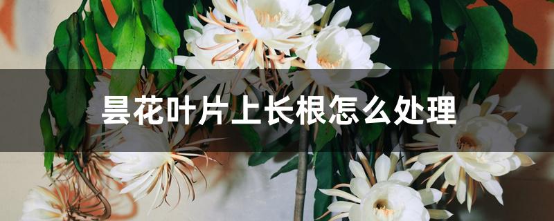 昙花叶片上长根怎么处理 昙花叶片上长根怎么处理