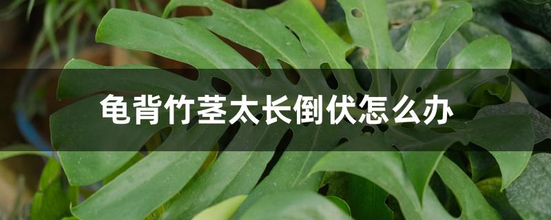 龟背竹茎太长倒伏怎么办 龟背竹茎太长倒伏怎么办
