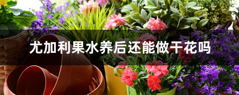 尤加利果水养后还能做干花吗 尤加利果水养后还能做干花吗