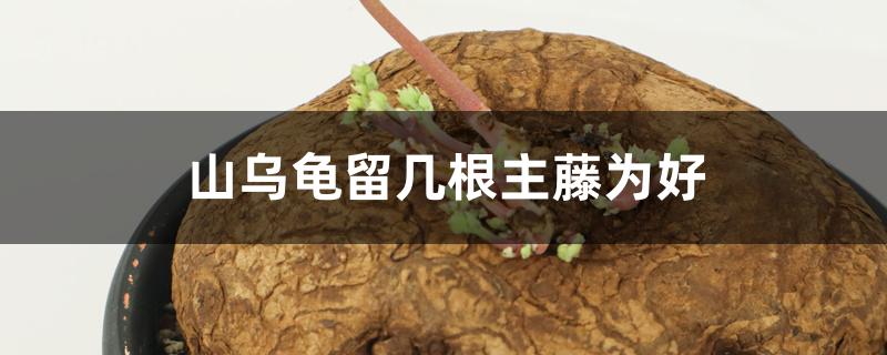 山乌龟留几根主藤为好 山乌龟留几根主藤为好
