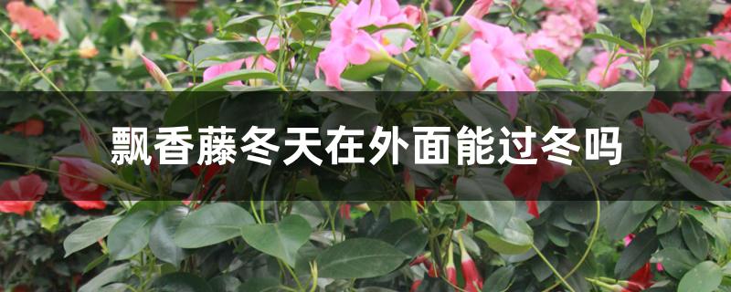 飘香藤冬天在外面能过冬吗 飘香藤冬天在外面能过冬吗