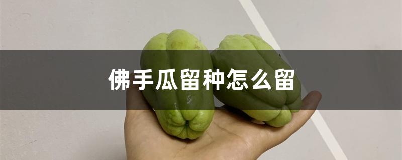 佛手瓜留种怎么留 佛手瓜留种怎么留