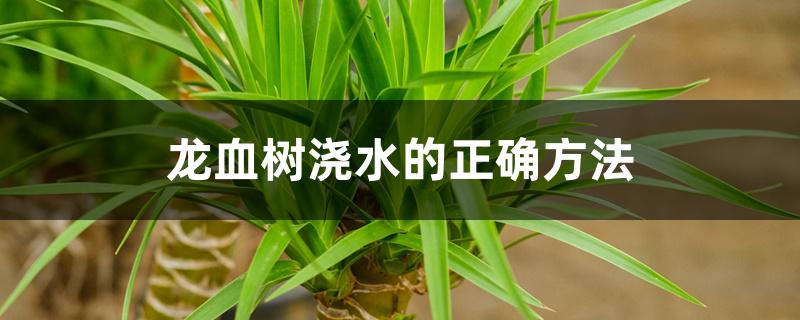 龙血树浇水的正确方法 龙血树浇水的正确方法