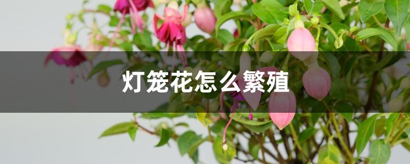 灯笼花怎么繁殖 灯笼花怎么繁殖