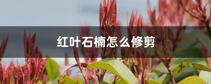 红叶石楠怎么修剪