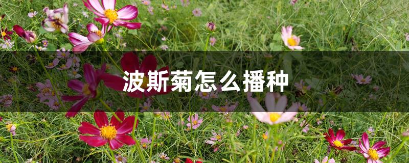 波斯菊怎么播种 波斯菊怎么播种