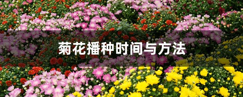 菊花播种时间与方法 菊花播种时间与方法