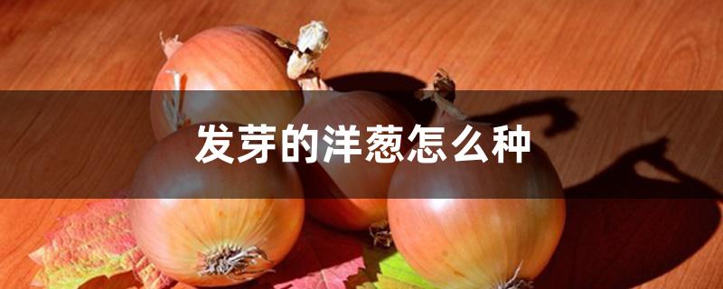 发芽的洋葱怎么种 发芽的洋葱怎么种