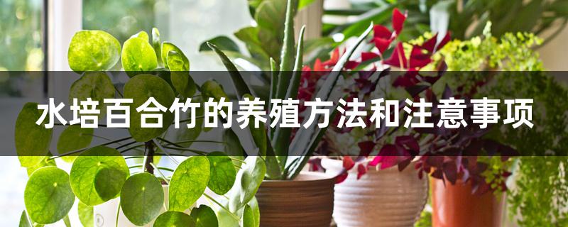 水培百合竹的养殖方法和注意事项 水培百合竹的养殖方法和注意事项