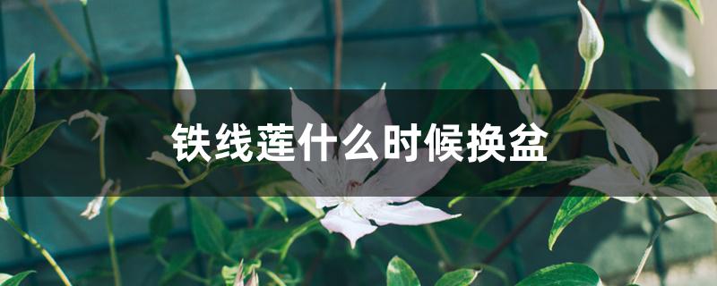 铁线莲什么时候换盆 铁线莲什么时候换盆