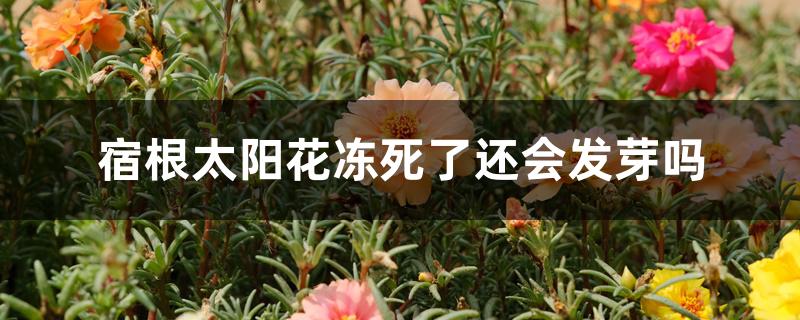 宿根太阳花冻死了还会发芽吗 宿根太阳花冻死了还会发芽吗