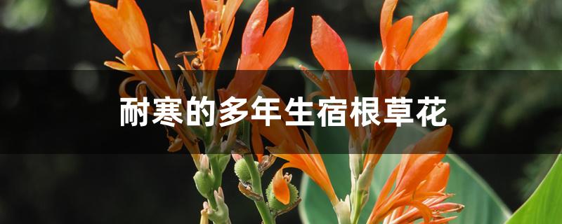 耐寒的多年生宿根草花 耐寒的多年生宿根草花