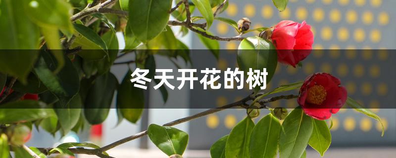 冬天开花的树 冬天开花的树