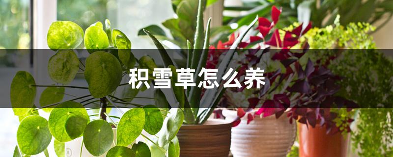 积雪草怎么养 积雪草怎么养