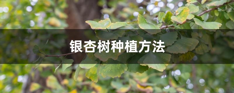 银杏树种植方法 银杏树种植方法