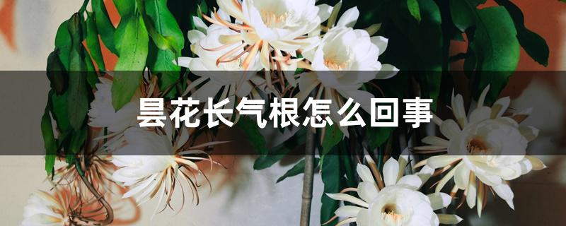 昙花长气根怎么回事 昙花长气根怎么回事