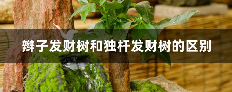 辫子发财树和独杆发财树的区别 辫子发财树和独杆发财树的区别