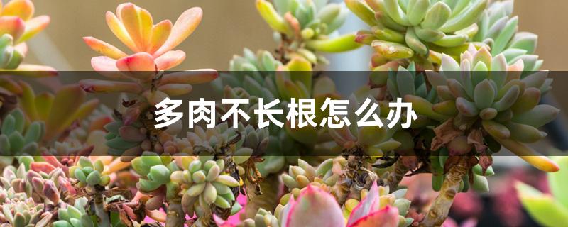多肉不长根怎么办 多肉不长根怎么办