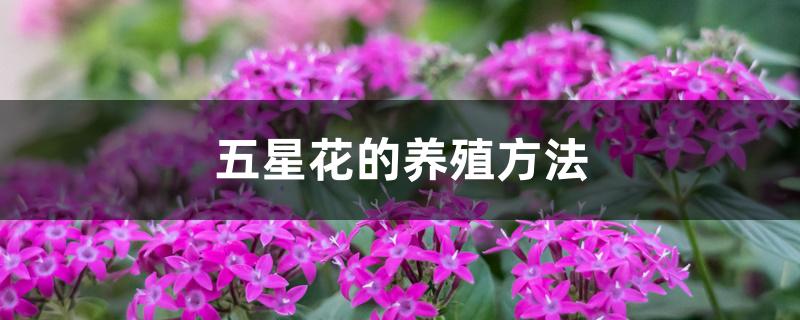 五星花的养殖方法 五星花的养殖方法