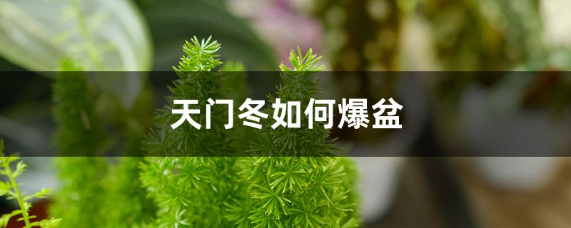天门冬如何爆盆 天门冬如何爆盆