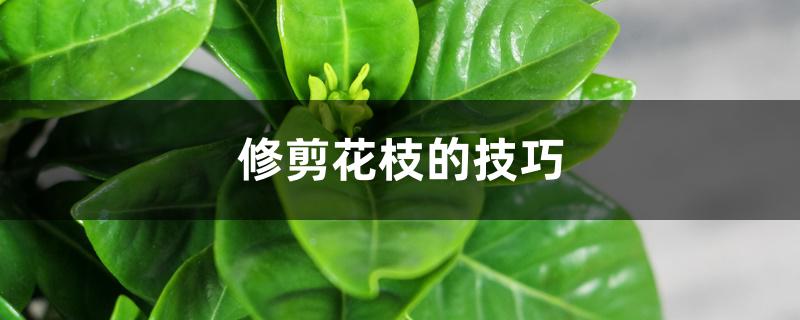 修剪花枝的技巧 修剪花枝的技巧