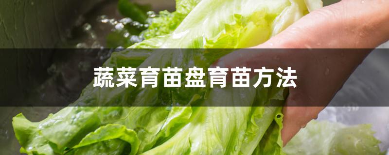 蔬菜育苗盘育苗方法 蔬菜育苗盘育苗方法