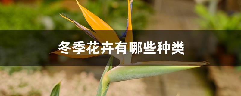 冬季花卉有哪些种类 冬季花卉有哪些种类