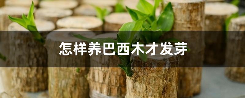 怎样养巴西木才发芽 怎样养巴西木才发芽